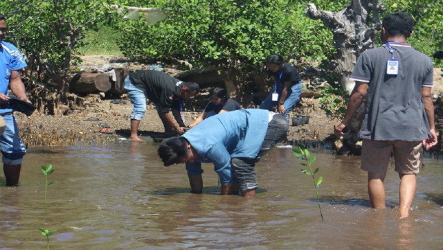 Mahasiswa KKN-Tematik Unwira Kupang Gelar Penghijauan Mangrove di Pesisir Pantai Mekko Desa Pledo
